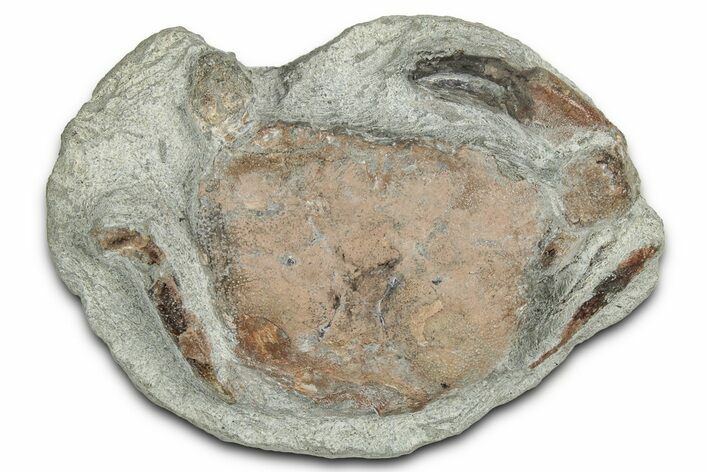 Oligocene Fossil Crab (Branchioplax) - Washington State #349480